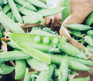 Broad Beans