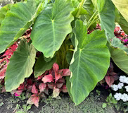 Colocasia